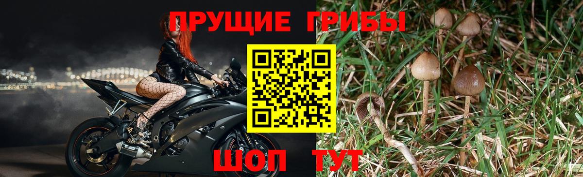 Полысаево  Галлюциногенные грибы ЛСД  Вход с VPN 